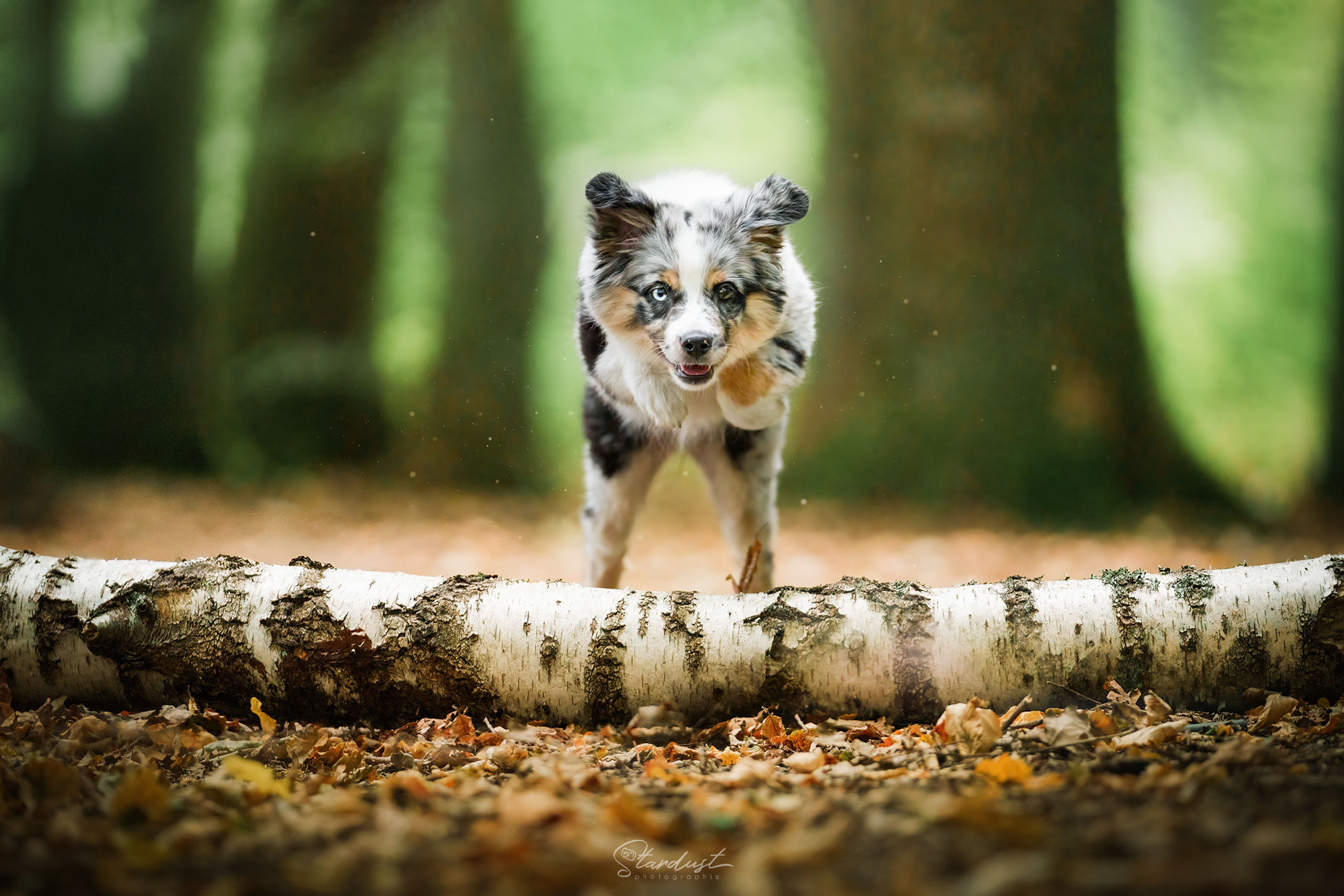 Hope chiot en forêt