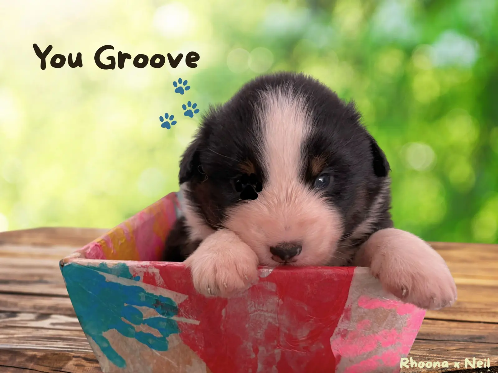Chiot 1