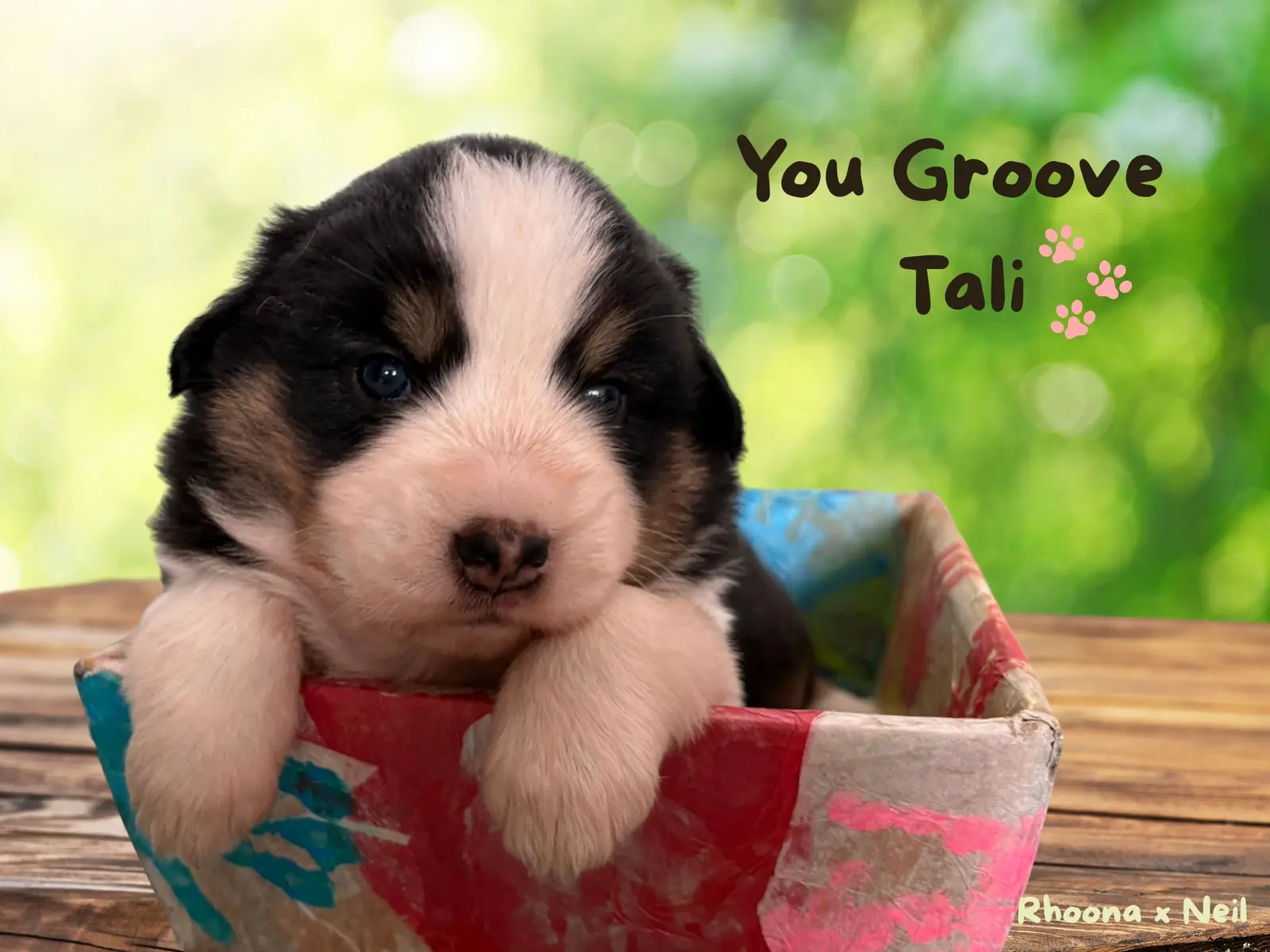 Chiot 2