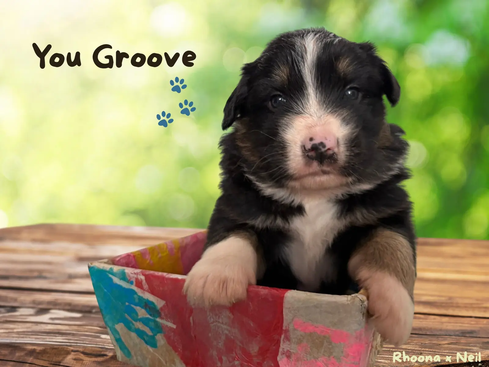 Chiot 3