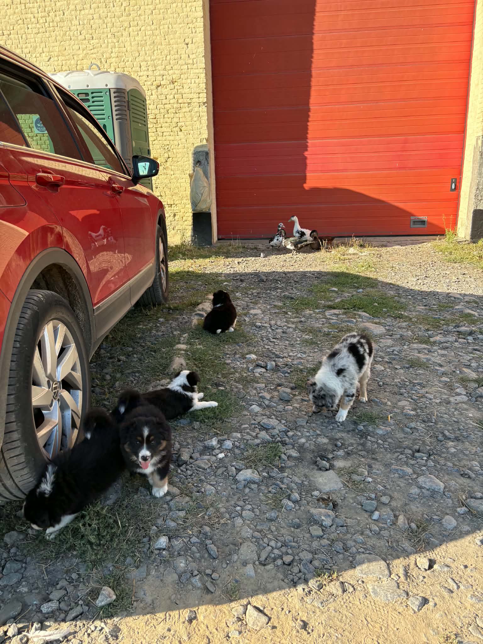 Chiots pendant une première sortie près de la voiture