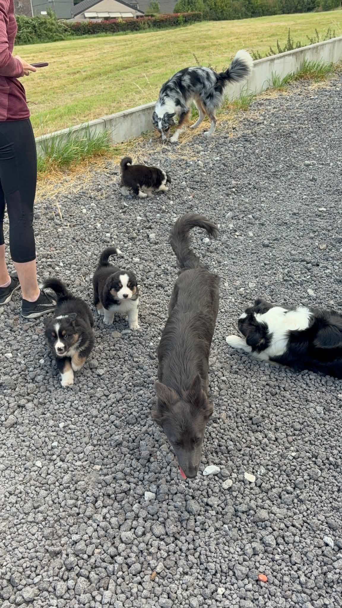 Chiots et chiens adultes en découverte sur un chemin
