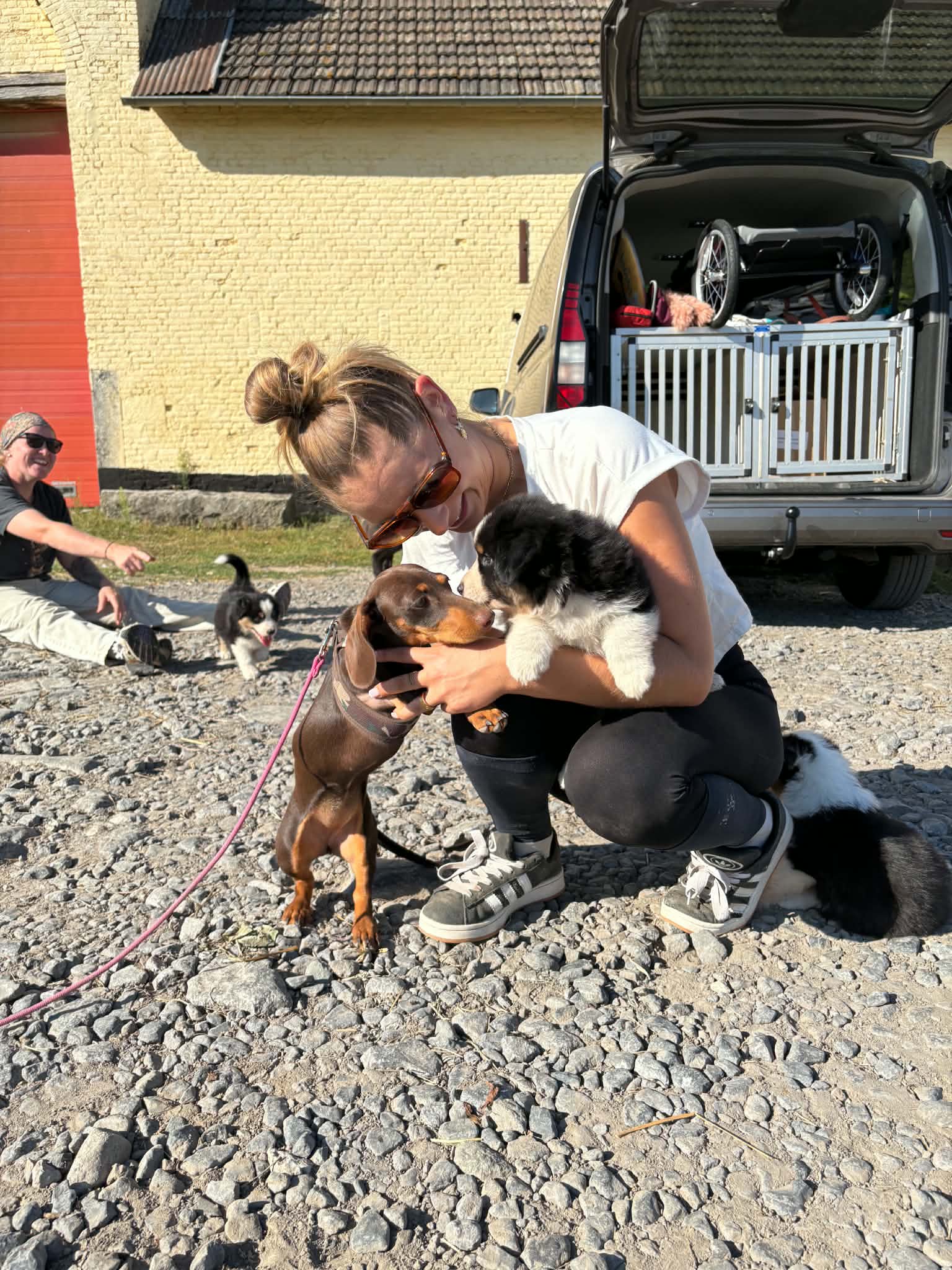 Moment de manipulation douce avec les chiots et un chien adulte
